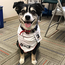 Layla the Therapy Dog at work
